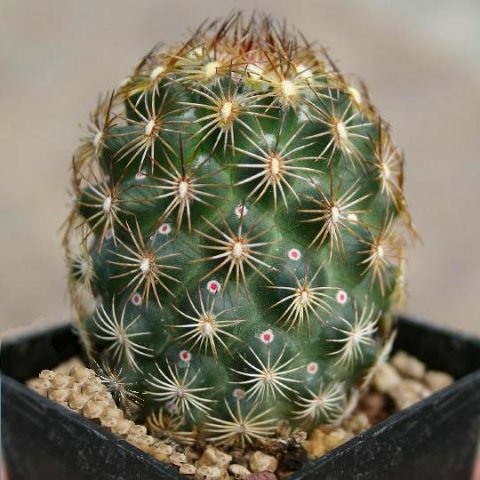 Coryphantha_echinoidea